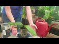 Create a humidity tray for your orchids and tropical houseplants