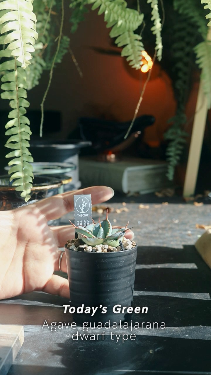 The attractive small, round leaves! Agave Guadalajara Dwarf