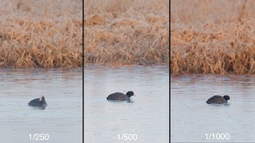 How Shutter Speed Affects Video - Wildlife Edition