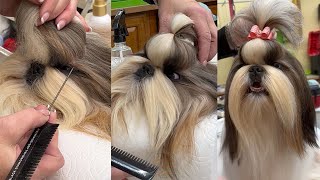 How to perfectly set your Shih Tzu Top Knot (AKC Judges Chair)