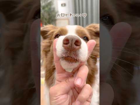 秒であご乗せしてくる犬達が可愛すぎて苦しい😂❤️【ボーダーコリー・オーストラリアンシェパード】#shorts
