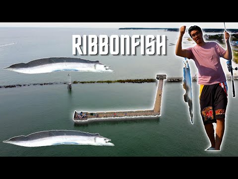 Video: Hvad er den bedste lokkemad til ribbonfish?