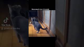 Кот нассал и вежливо стучит в дверь