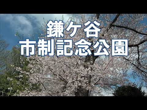 [4K] 桜 鎌ケ谷 市政記念公園 スカイライナー Cherry Blossom Kamagaya