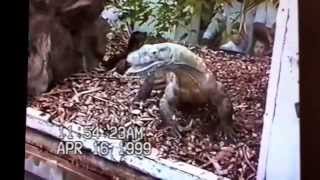 Top Deadliest Things On Earth | Komodo Dragon