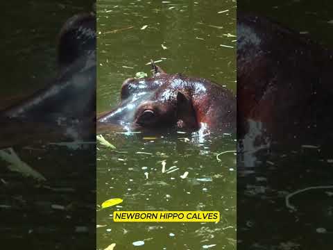 Hippos | Lurking in the water  #animalshorts #animals #wildlife #hippo #animalsvideo #factsshorts