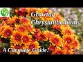 How To Grow Chrysanthemum/Mums - Chrysanthemum Plant Care, Propagation & Chrysanthemum Growing Tips