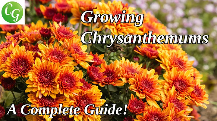 Chrysanthemum Gardening Guide: Care, Propagation, and Expert Growing Tips - DayDayNews