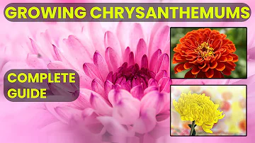 Quelle exposition pour les chrysanthèmes ?