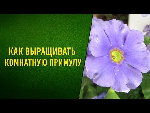 Видео: Комнатное растение примула - Как вырастить примулу в помещении