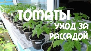 Томаты. Уход за рассадой 