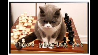 British Shorthair Cat playing chess by Furry Friend Coco 659 views 2 years ago 2 minutes, 35 seconds