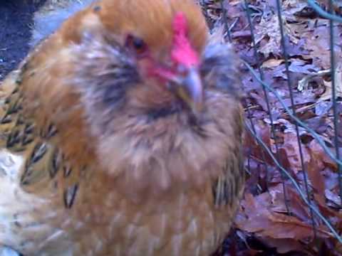 the cutest chicken in