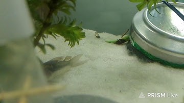 19112025 LIVE 376 MY KUTE TANK 503 - JUST RELAX ONLY !! (232116) - 50 BABIES