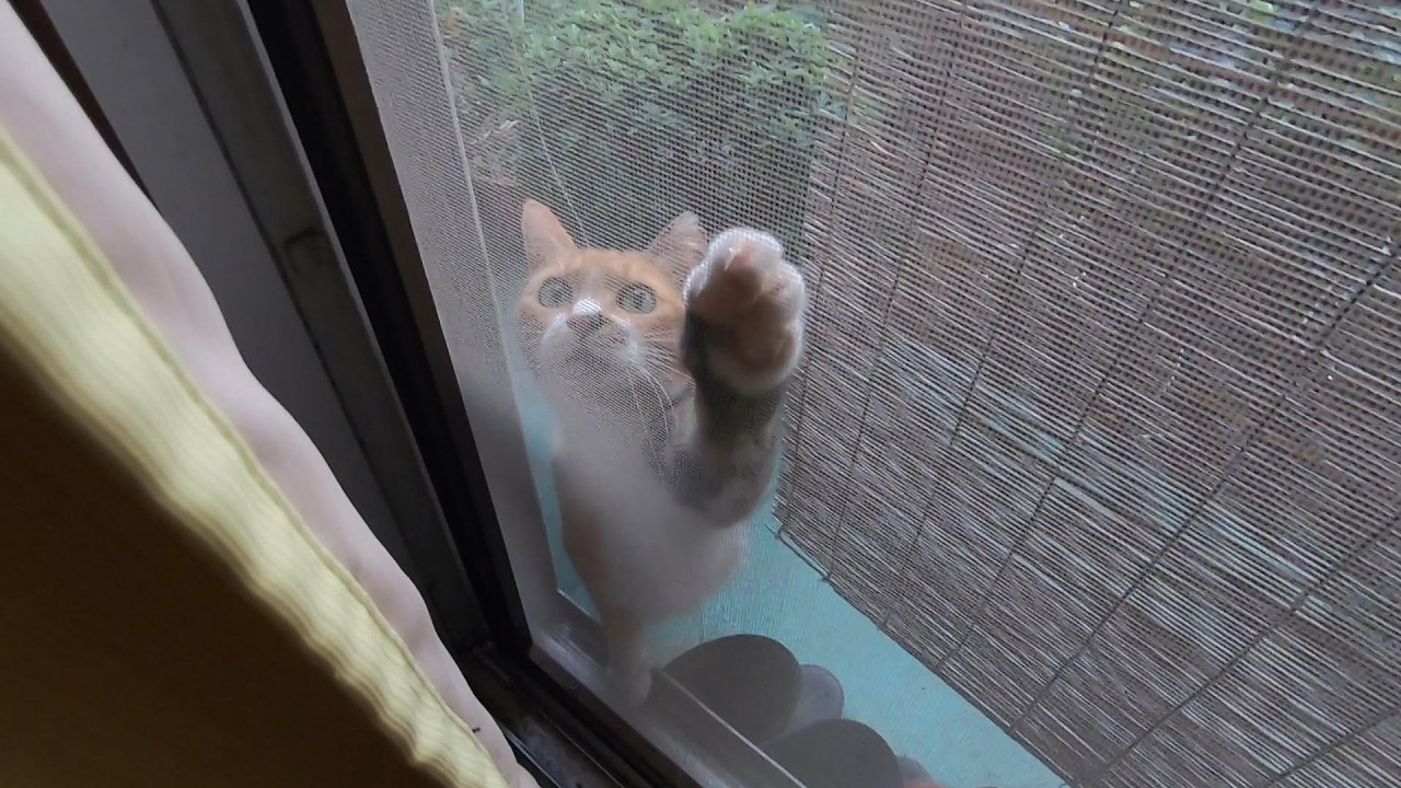 夕方に帰ってきた娘猫の夏の様子