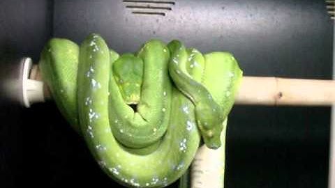 Green Tree Python breeding  (Diavolo X Gem)