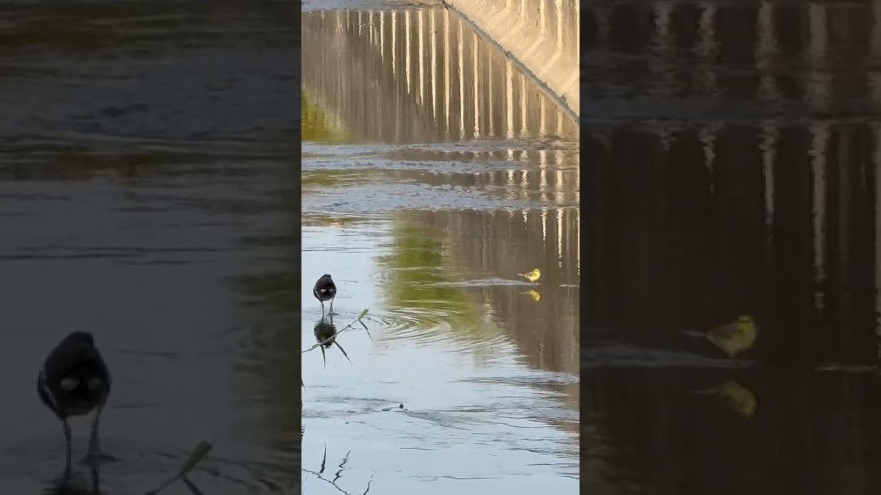 優質生態小溪流！一次出現四種鳥類！
