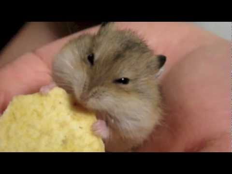 ultra-cute-russian-dwarf-hamster