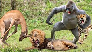 Rare sight... Fierce Baboon Attacks Cheetah To Save Impala - Baboon Vs Cheetah, Lion
