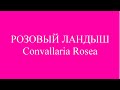 Розовый ландыш Convallaria Rosea