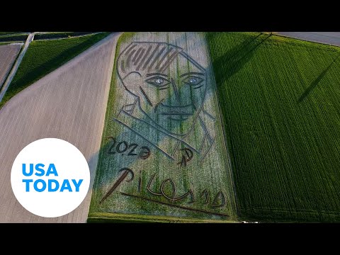Pablo Picasso portrait spans 269,000 square feet in Italian field | USA TODAY