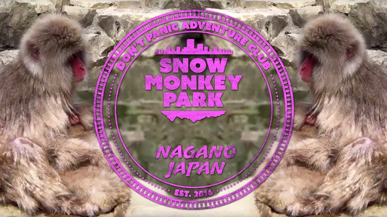 Day 3 in Japan: Snow Monkeys