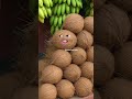 nariyal ka susu kaun kaun pienge 😂😂😂😂🤣😂🤣😂🤣😂🤣🤣😂🤣😂😂🤣😜💤😂😂🤣😂🤣😂🤣😂🤣🤣🤣😂😂🤣🤣😂