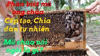 Hướng dẫn phân biệt mũ ong chúa nối ngôi, chia đàn tự nhiên và mũ ong chúa cấp tạo.