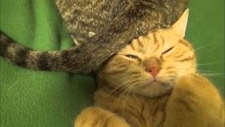 Kuyruk Kediye Pek Yakışır