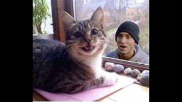 😺 Eminem ft. ChatGPT - Raps about Cats 😺