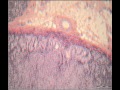 НАДПОЧЕЧНИК. ADRENAL GLAND. В световой микроскоп.