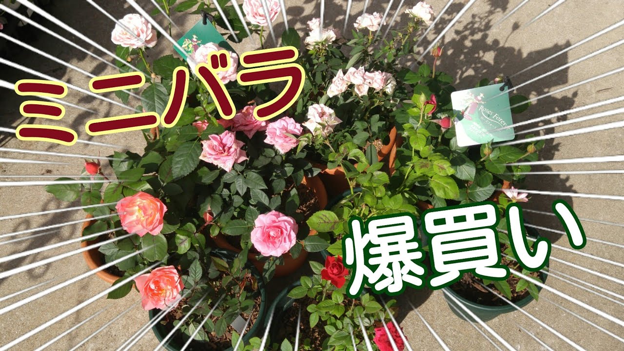 ミニバラ】バラを買わないのは明日から【大人買い】 - YouTube