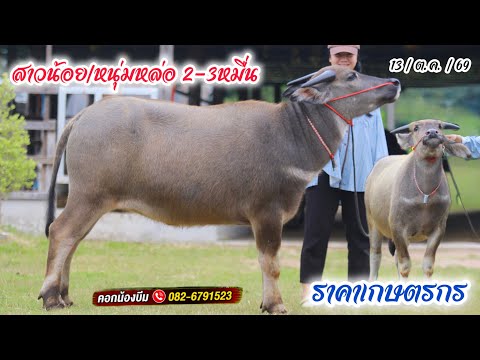 (13/10/69)แบ่งปันควายงามแม่สาวน้อย เกษตรกรจับต้องได้ คอกน้อง☎️082-679-1523 