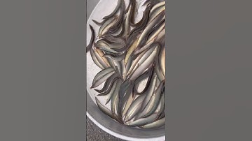 #shorts  Mùa Nước Nổi Miền Tây Cá Chạch Đồng Siêu Ngon #thithihuynh Vlog cần thơ