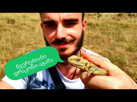 უზამაზარი წვერებიანი დრაკონი ჩემს ხელზე ! BBR WILD #5