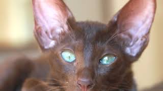 Oriental Cat - Cat Breed - Pet Friend