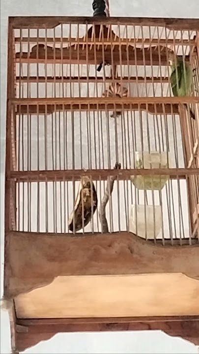 Burung Takur Tenggeret gacorr #kicaumania