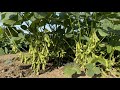 枝豆栽培・ここで摘心すると枝豆が出来ません！たったこれだけで２倍の収穫になります（追肥〜土寄せ〜水やり〜品種の選び方）関東梅雨明け、猛暑で夏野菜に影響が、、、22/6/27