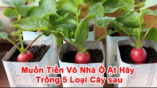 Muốn Tiền Vô Nhà Ồ Ạt Hãy Trồng 5 Loại Cây Sau