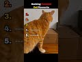 Ranking Funniest Cats Moments #cat #shorts #funnycats