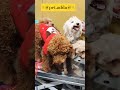 Poddle#pet#world#viral#shorts#video#today