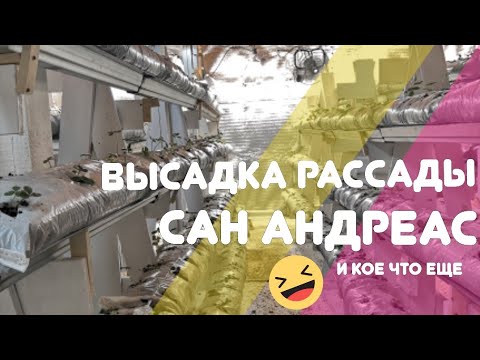 Высадил рассаду клубники