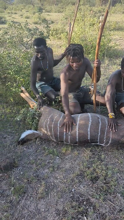 Hadzabe tribe Catching Antelope morning hunt so Amazing hunt#bushman #traditional #culture