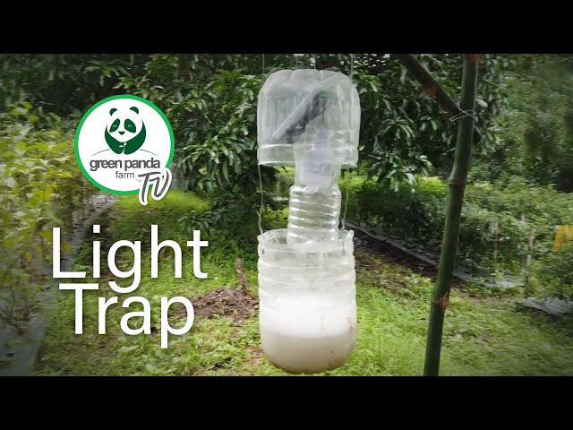 3 Easy DIY Bug Traps - Pest Control Unlimited