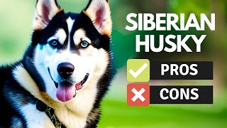 Siberian Husky: The Pros & Cons of Owning One | Pet Insider by Pet Insider 725 views 1 year ago 5 minutes, 2 seconds