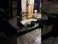 Rain Sounds For Sleeping - 99% Instantly Fall Asleep With Rain And Thunder Sound At Night
