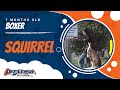 Boxer Squirrel 2-week board and train Before/After Video! Board and Train Program, Northern Virginia Boxer Squirrel 2-week board and train Before/After Video! Board and Train Program, Northern Virginia