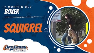 Boxer Squirrel 2-week board and train Before/After Video! Board and Train Program, Northern Virginia