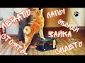 ДОМАШНЯЯ ДРЕССИРОВКА🐶 Повторяем команды с щенком АКИТА ИНУ🦊