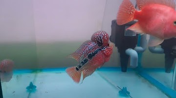 ca la han kamfa f3 2tone 2ngon 0969368731